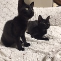1匹だけでも兄弟と2匹飼いでも大歓迎！