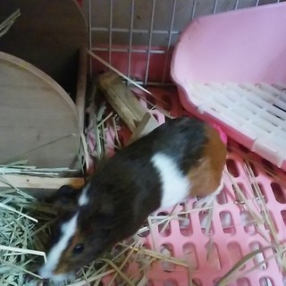 モルモット生後約3ヶ月♀ 里親さん緊急募集