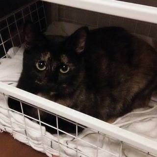 くりくりお目めのマリモちゃん女の子