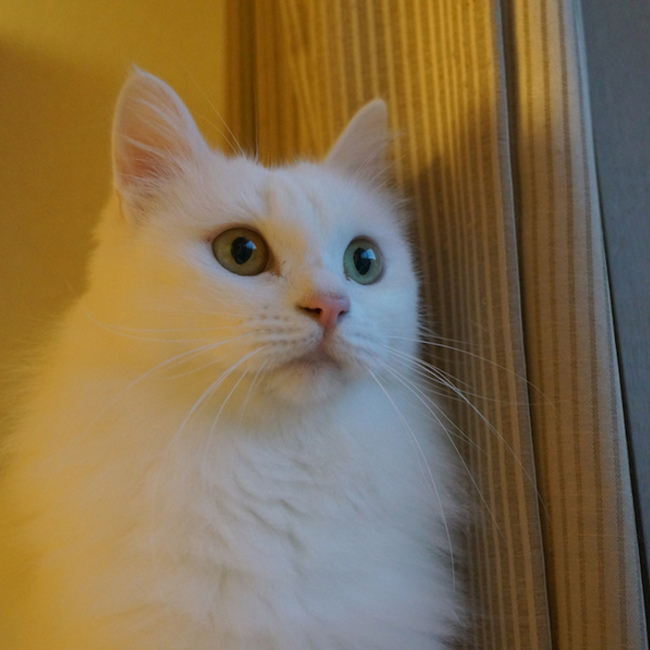 Cara Cat Cafeのカバー写真