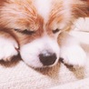 ソファーでいつものようにお休み中！もう、おじいちゃんです。