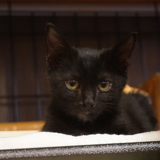 仔猫２ヶ月　クロちゃん