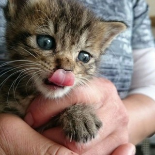 ミルク大好き茶ねこくん★