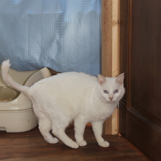 まっしろな大人猫