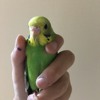 セキセイインコ 生後1ヵ月半