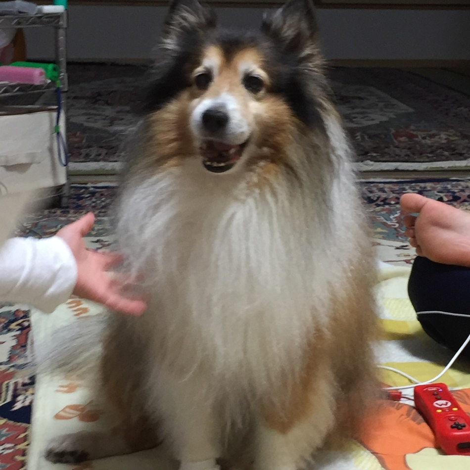 レオのカバー写真