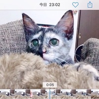 ニャーちゃん