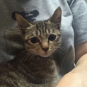 《代理投稿》可愛い子猫を保護しました!!