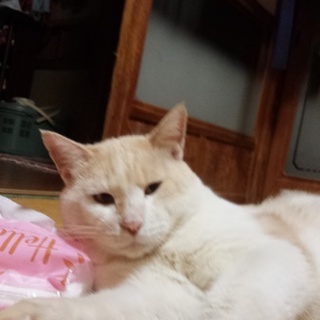 ちょびの里親募集