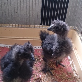 里親選考中の為一時中断