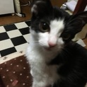 甘えん坊な猫ちゃんの里親さん募集してます！