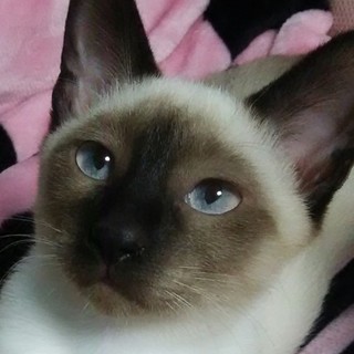 仲良しシャム姉妹