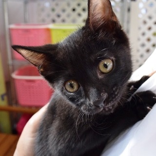 左足に骨の変形の「ありんちゅー君」はちねこ