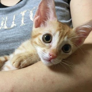 めっちゃカワイイです。　仲良し兄弟ぜひ一緒に！　①