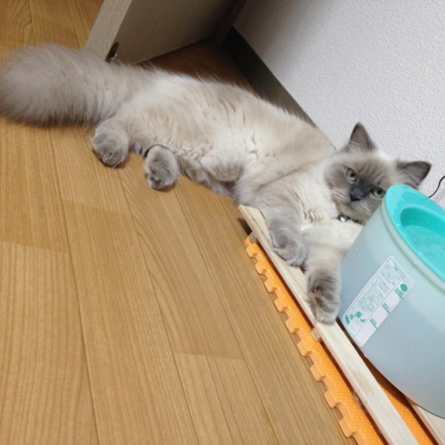 ぼじだのカバー写真