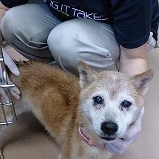 【感謝】里親様決定！③茶色のおじいちゃん