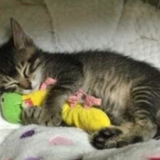 生後三か月。陽性反応。でも、物凄く可愛い仔猫です。