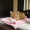 かわいい茶トラ