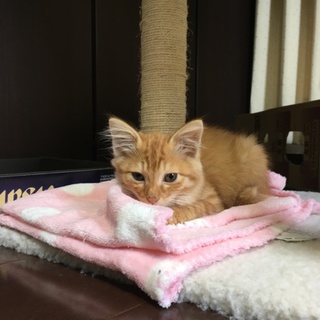 かわいい茶トラ