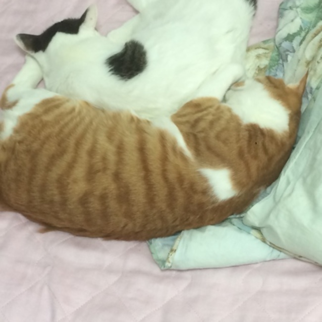 ゆうにのカバー写真