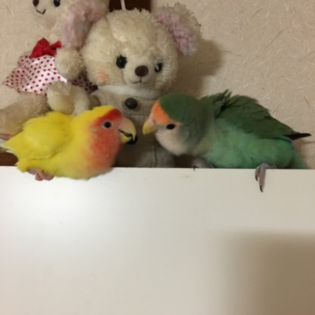 ゆずきぃのカバー写真