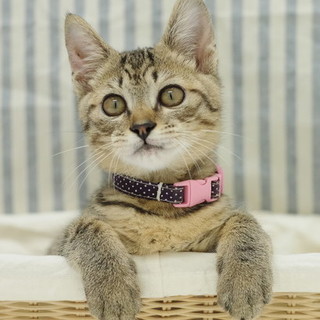 ゴロゴロ抱っこニャンコ