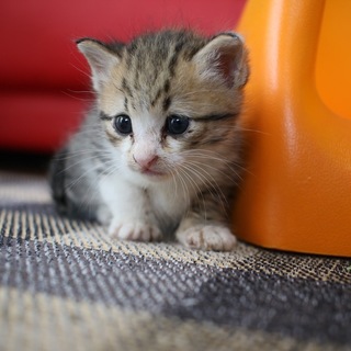 かわいい☆キジ白生後１カ月の男の子♬