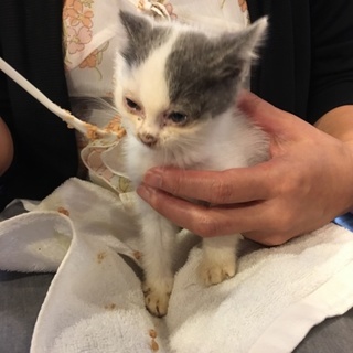 白にグレーのブチくん