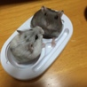 モモクラ