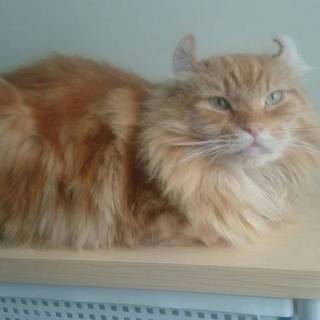 6歳男の子・アメリカンカールです