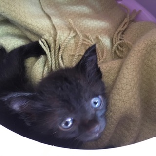 黒猫 1ヶ月♂