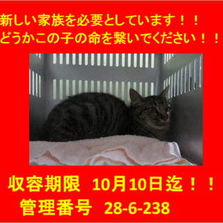 里親決定！！素敵なお家に迎えていただきました！