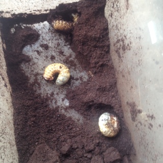 外国産カブトムシ　幼虫