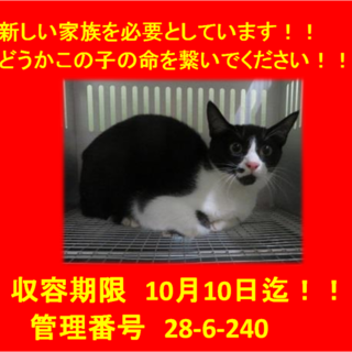 里親決定！！素敵なお家に迎えていただきました！