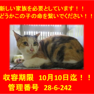 里親決定！！素敵な家族に出会えました(^^♪