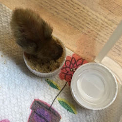 「里親2日目（誕生5日目）」サムネイル2