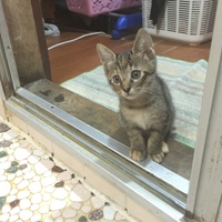 ゆりにゃん