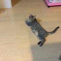 こむぎ