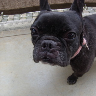 可愛いフレブルの女の子です