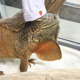 レッド イグアナ 女の子 
