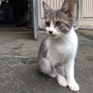 里親様募集中！迷い子猫（サバ白）