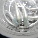 メダカ 幹之 ミユキ 鉄仮面 幼魚１５匹