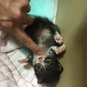 生後2週間の子猫です
