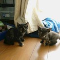 生後２ヶ月半の子猫ちゃん達の里親になってください。