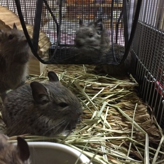 デグー里親募集