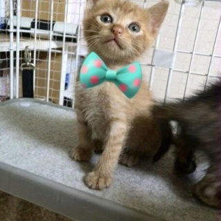 ３きょうだいの唯一の男の子