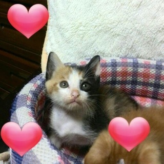 3きょうだいの中の姉妹です