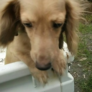 【繁殖引退犬】人懐こいダックスの女の子♡