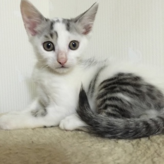 クリクリお目目のシャイボーイ、シャアくん