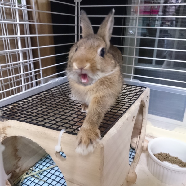 急募 うさぎの赤ちゃん 山形県 小動物の里親募集 ペットのおうち 月間利用者150万人